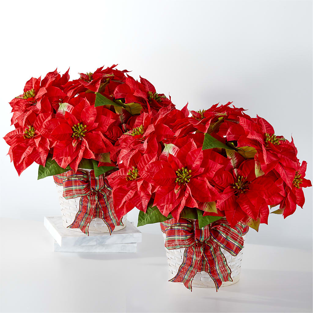 Happiest Holidays Poinsettia Bundle – Albelos Flowers Llc, Tampa FL