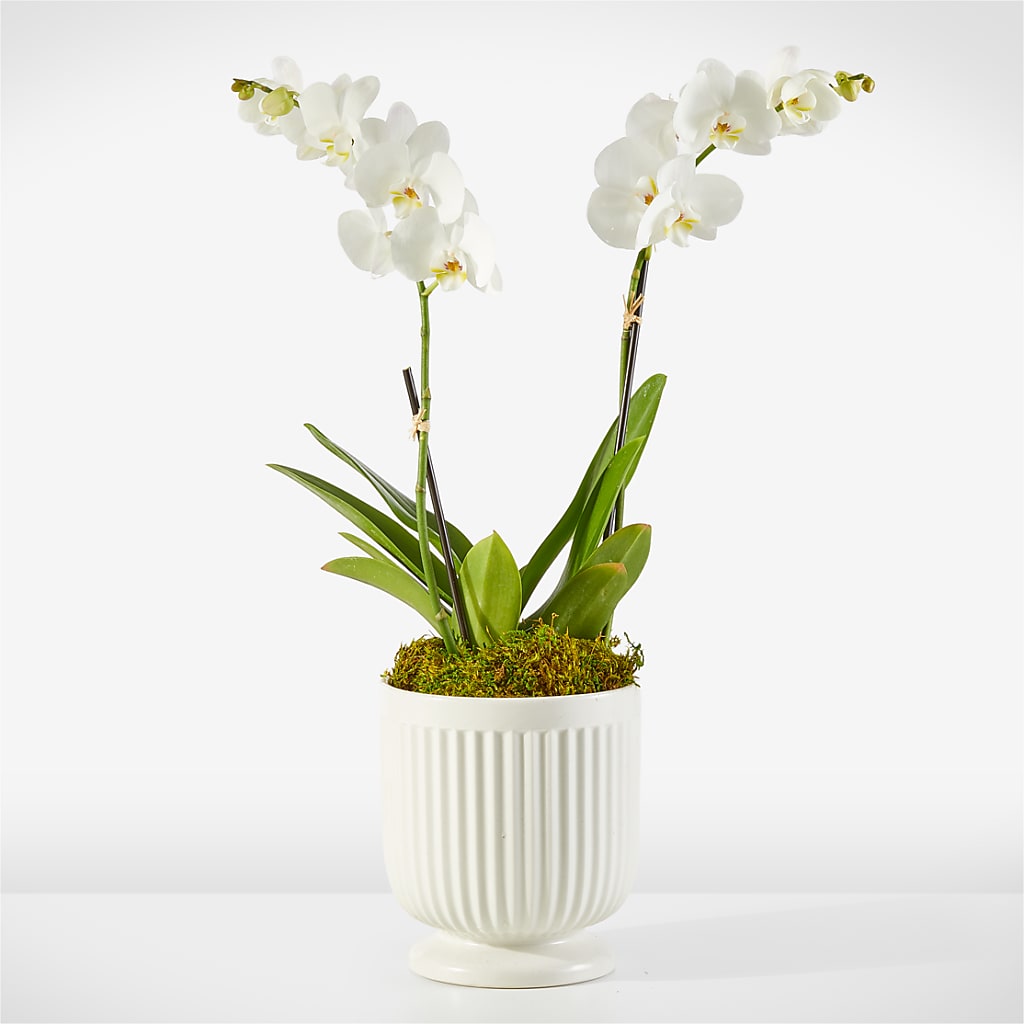 Whispering White Orchid – Albelos Flowers Llc, Tampa FL