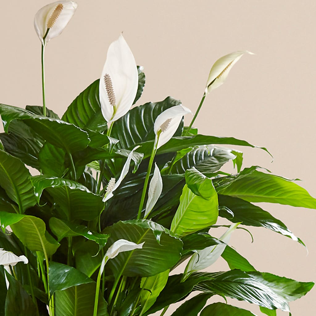 Comfort Planter – Albelos Flowers Llc, Tampa FL
