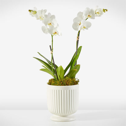 Whispering White Orchid –  Albelos Flowers Llc, Tampa FL