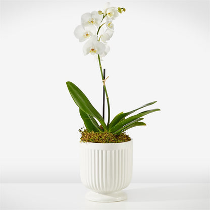 Whispering White Orchid –  Albelos Flowers Llc, Tampa FL