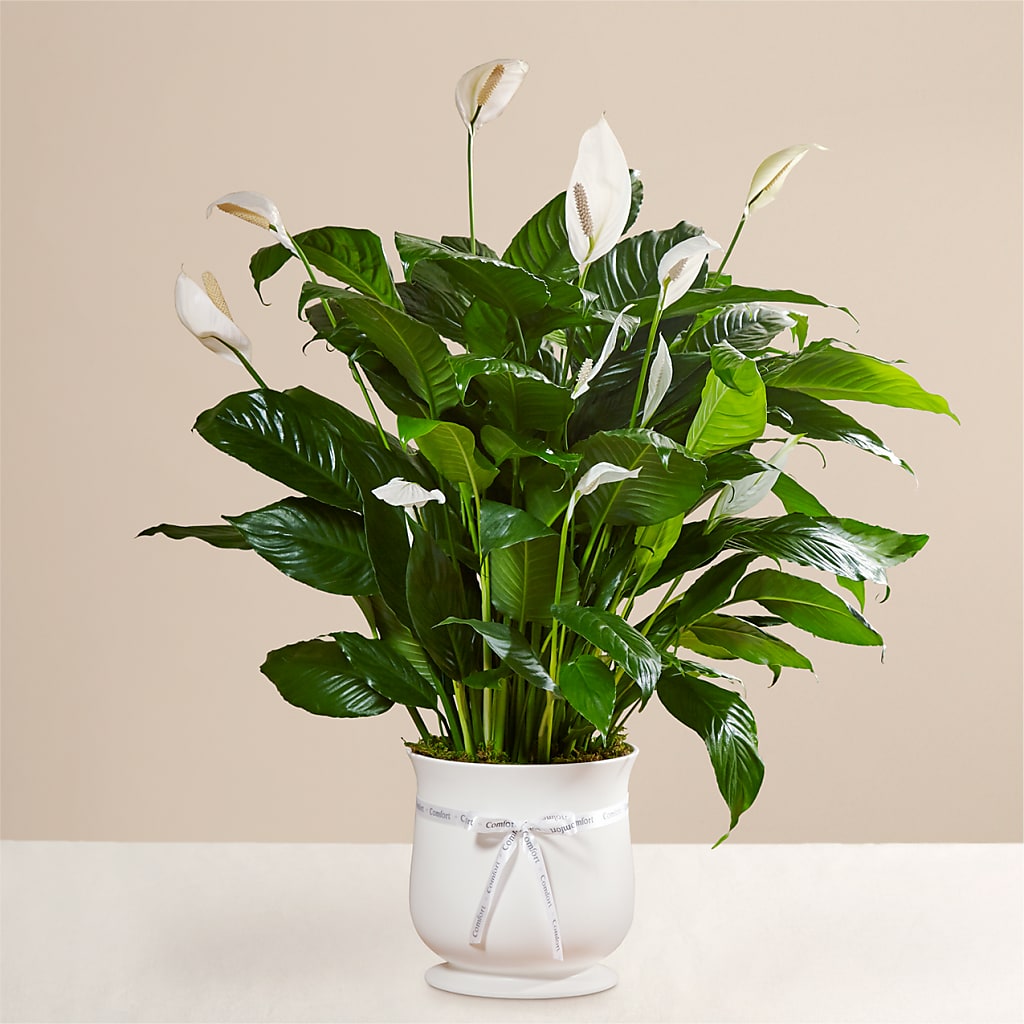 Comfort Planter –  Albelos Flowers Llc, Tampa FL