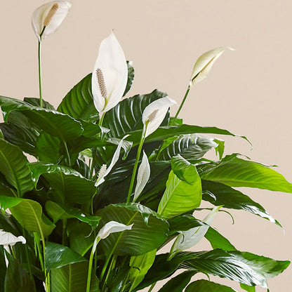Comfort Planter –  Albelos Flowers Llc, Tampa FL