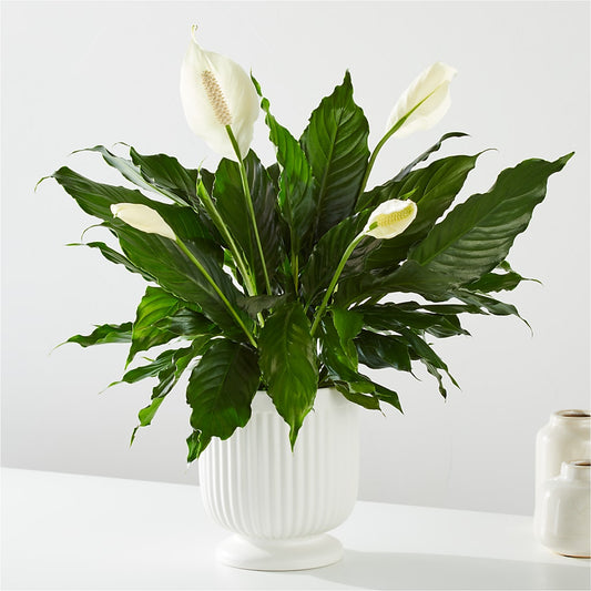 Comfort Planter –  Albelos Flowers Llc, Tampa FL
