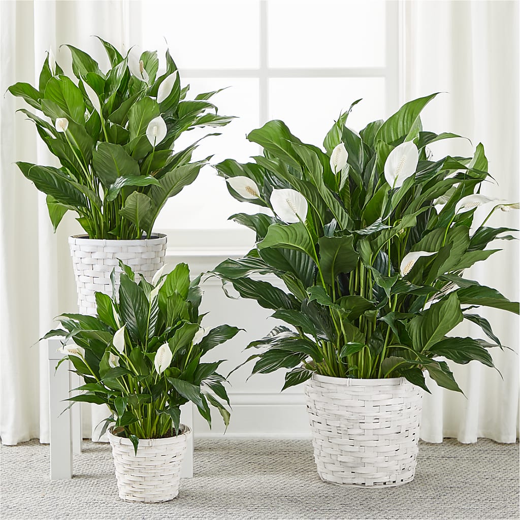 A New Leaf Peace Lily –  Albelos Flowers Llc, Tampa FL