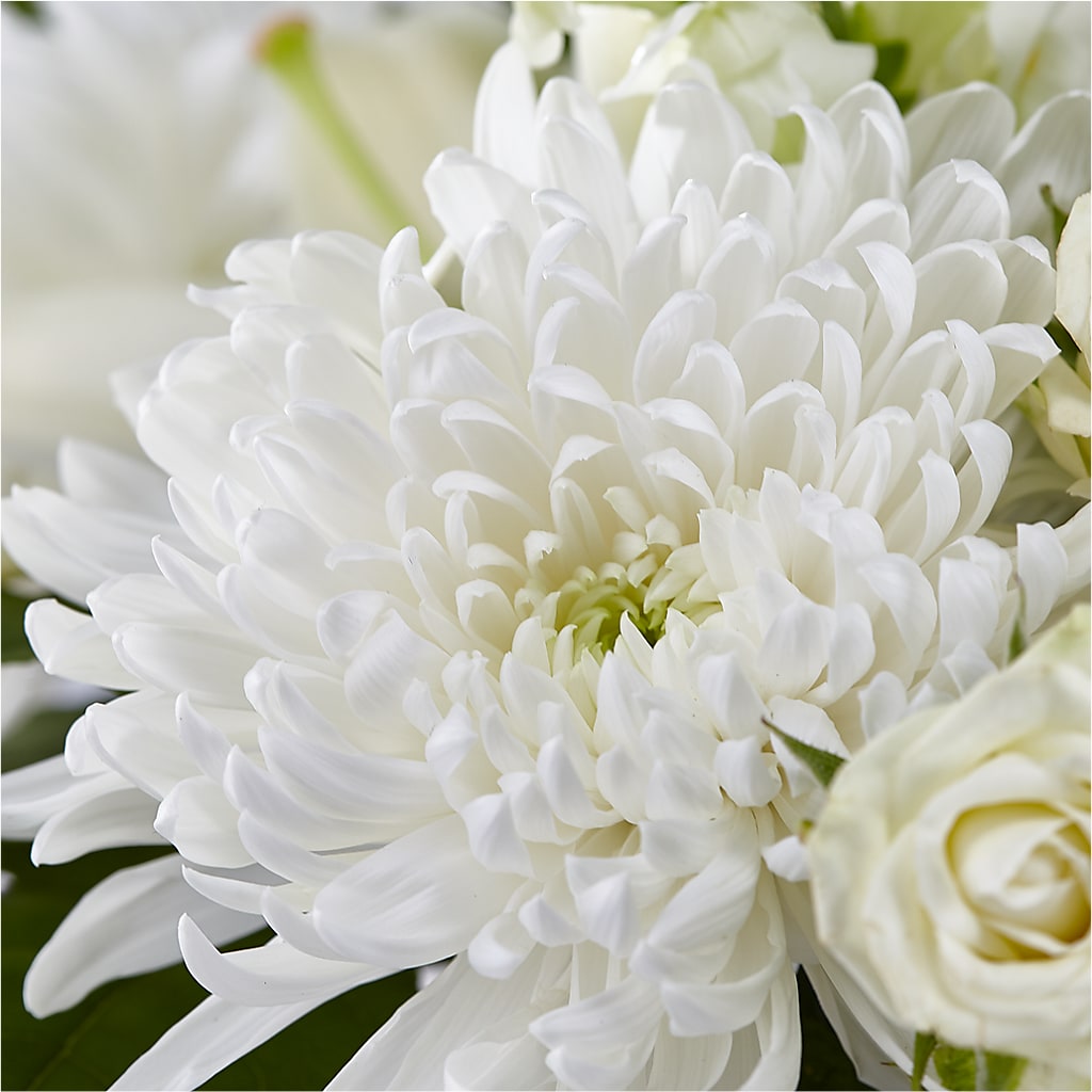 Classic Ivory – A Florist Original –  Albelos Flowers Llc, Tampa FL