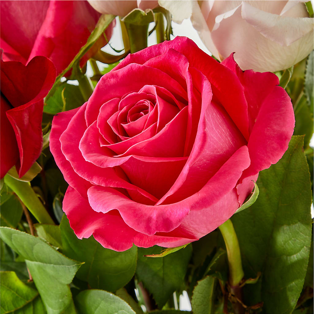 Charming Rose Bouquet –  Albelos Flowers Llc, Tampa FL